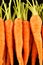 Bunch of cute fresh baby carrots