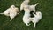 Bunch of cute labrador puppy dog play in the grass