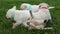 Bunch of cute labrador puppy dog play in the grass