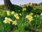 A bunch of daffodils burst out of the grassy bank underneath a tree, signalling the start of Spring