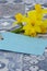 Bunch of daffodils narcissus tied with string with a blank blue tag on a tiled surface.  Spring Saint Davidâ€™s Day concept