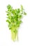 Bunch of daikon radish microgreens, spicy Japanese radish or also true daikon