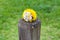 Bunch of dandelion flower on a wooden pole symbolizing spring