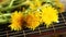 A bunch of dandelions and a guitar