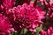 A bunch of dark red chrysanthemum flowers. Flower pattern in the park. Cluster of pink purple chrysanthemum flowers