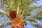 Bunch of dates on a date palm