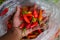 a bunch of datil peppers or cabai rawit merah on hand, is freshly harvested by Indonesian Local Farmers from the garden