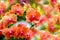 Bunch of deep orange phalaenopsis blume orchids with shallow focus background 