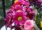 Bunch of deep pink Gerbera Daisy flowers.