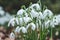 Bunch of delicate snowdrops. Galanthus nivalis
