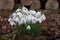 Bunch of delicate snowdrops with green stems