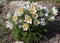 Bunch of delicate white spring flowers of dream grass