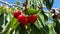 A bunch of delicious juicy ripe red cherries on a tree in an orchard