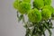 Bunch of dianthus barbatus in glass vase on gray background. Bouquet of turkish carnations macro photo