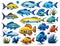 A bunch of different colored fish on a white background, fishes, colorful fish,  illustrations of animals, jewel fishes.