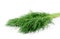 Bunch dill herb on a white background