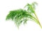 Bunch dill herb on a white background