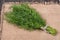 Bunch of dill on a napkin sackcloth