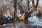 Bunch of dipper birds resting