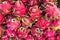 Bunch of dragon fruit on the market in Java Indonesia