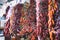 Bunch of dried peppers in the market,  red spice healthy food in bazaar, traditional food in farmers marketplace; agriculture