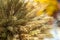 A bunch of dry ears of wheat on a blurry colored background. Selective focus