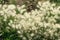 Bunch of dry flowers in the ground, like pampa grass, Madeira island, Portugal