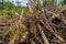 Bunch dry old branches trunk spruce impassable blockage cleaning the forest bad weather