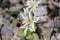 A bunch of edelweiss with its wooly beige bracts around small flower.