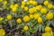 Bunch of Eranthis hyemalis flowering plants, common winter aconite in bloom, early spring bulbous flowers, macro detail view