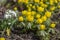 Bunch of Eranthis hyemalis flowering plants, common winter aconite in bloom, early spring bulbous flowers, macro detail view