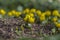 Bunch of Eranthis hyemalis flowering plants, common winter aconite in bloom, early spring bulbous flowers, macro detail view