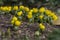 Bunch of Eranthis hyemalis flowering plants, common winter aconite in bloom, early spring bulbous flowers, macro detail view