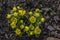 Bunch of Eranthis hyemalis flowering plants, common winter aconite in bloom, early spring bulbous flowers, macro detail view