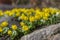 Bunch of Eranthis hyemalis flowering plants, common winter aconite in bloom, early spring bulbous flowers, macro detail view