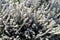 Bunch of Erica carnea, flowering subshrub known as Springwood White, Winter Heath, Snow Heath.
