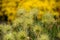 Bunch of Faded Pasque Flowers on yellow background with water drops