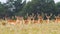 Bunch of fallow deer stags standing on meadow in summer nature