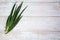 A bunch of feathers of fresh spicy spring green onions on a light wooden background.