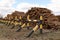 Bunch of felled trees near a logging site. Piles of wooden logs under blue sky