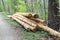 Bunch of felled trees near a logging site waiting to be driven away