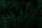Bunch of fern leaves (Tracheophyta) on a dark background - suitable for a wallpaper