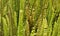 Bunch of ferns background