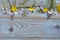 Bunch of fieldflowers,daisies, buttercups, Pentecostal flowers, dandelions on a oldwooden background with empty copy space