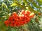 Bunch of fire-red rowan.