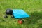 Bunch of fitness training weights on green grass