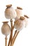 Bunch of five dried poppy seed pods on white.