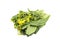 Bunch of floral choy sum green vegetable popular among the Chine