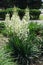 Bunch of flower spikes of Yucca filamentosa