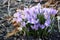 Bunch of the flowering crocuses